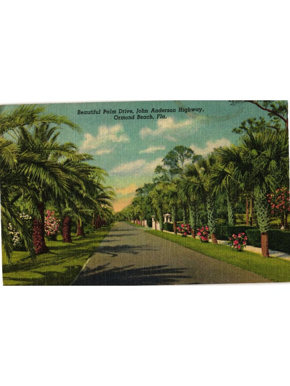 Beautiful Palm Drive John Anderson Highway Ormond Beach Fla. Linen 1952 Scenic